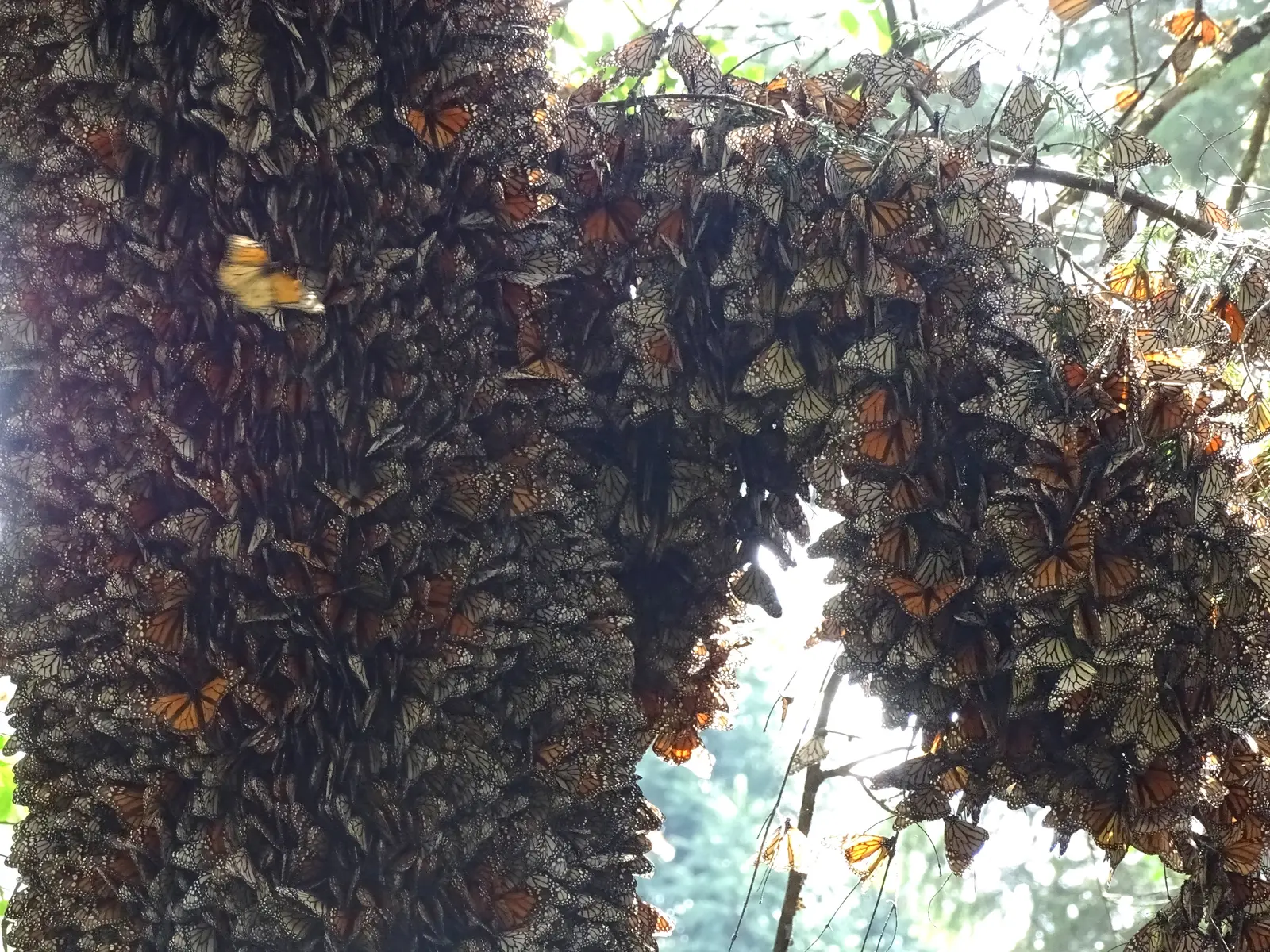 Racimos de mariposas monarca en el santuario de Piedra Herrada